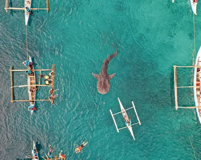 세부 오슬롭 고래상어 투어, 새벽부터 줄 서서 본 생생 후기와 팁 3 오슬롭 고래상어 투어 준비물과 복장