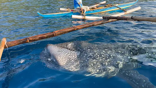 세부 오슬롭 고래상어 투어, 새벽부터 줄 서서 본 생생 후기와 팁 5 오슬롭 주변의 투말록 폭포 풍경