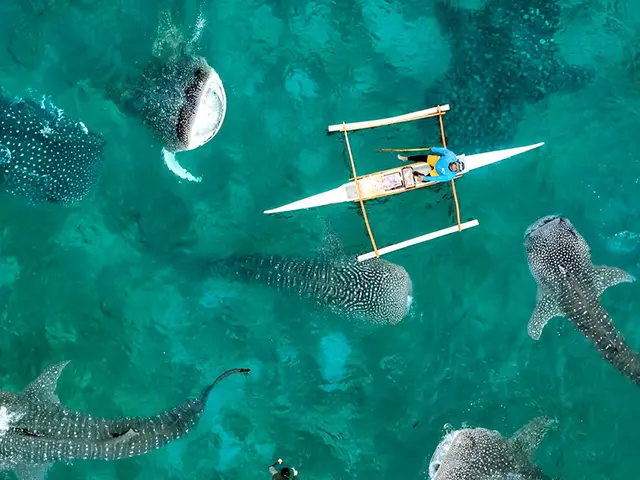 세부 오슬롭 고래상어 투어, 새벽부터 줄 서서 본 생생 후기와 팁 1 웅장한 고래상어와 함께 수영하는 세부 오슬롭의 바다