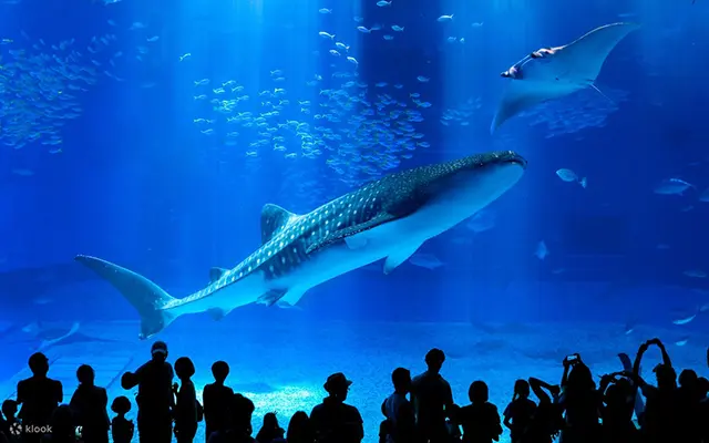 흑조의 바다 대형 수조에서 헤엄치는 거대한 고래상어