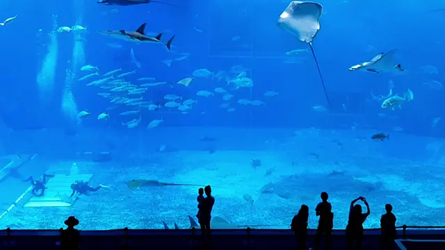 야외 오키짱 극장에서 펼쳐지는 역동적인 돌고래 쇼