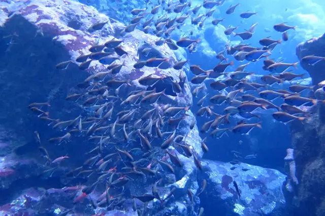 그로토에서 즐기는 다이나믹한 스노클링 액티비티