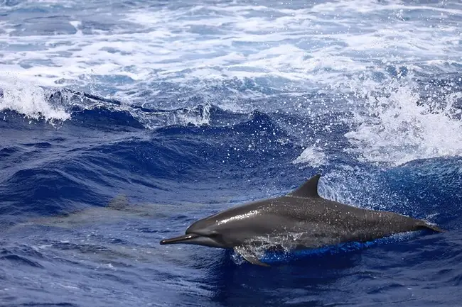 Wild dolphins jumping near the cruise boat in Guam coral sea